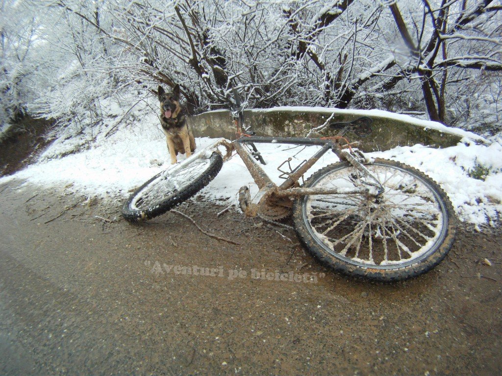 Aventuri pe bicicleta cu cainele pe zapada si noroi la Siria in 2013