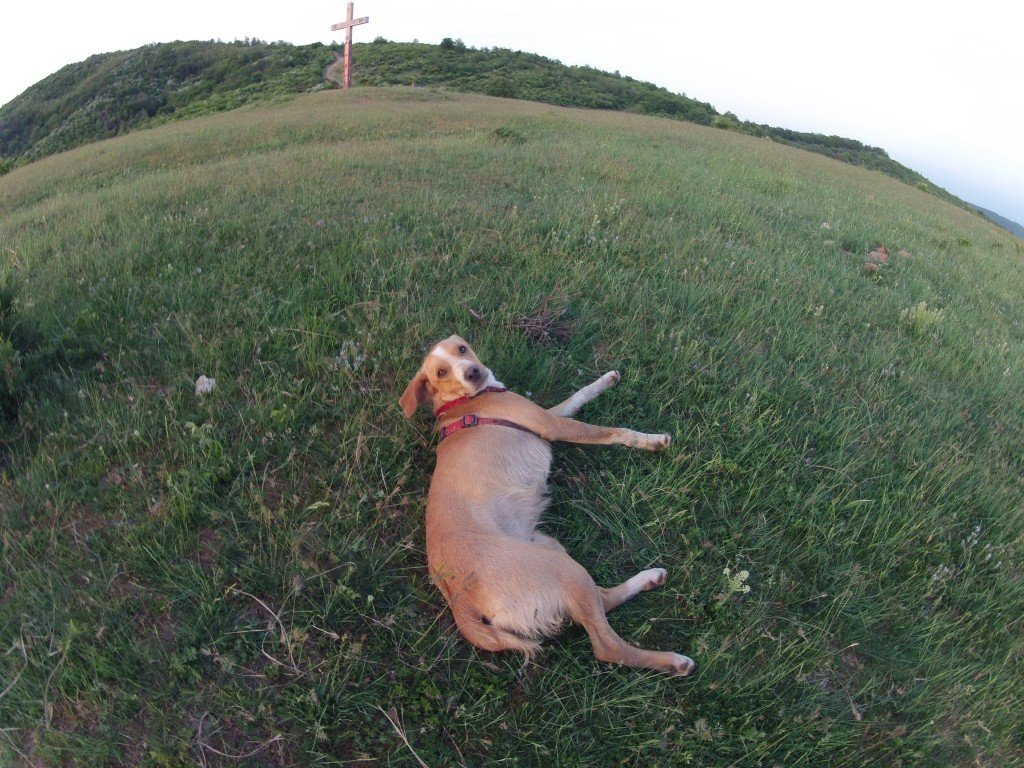 Laika dupa o zi cu bicicleta prin Muntii Zarandului